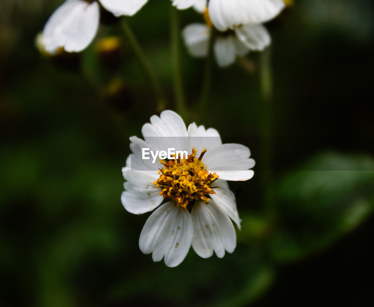 Close-up of white daisy flower