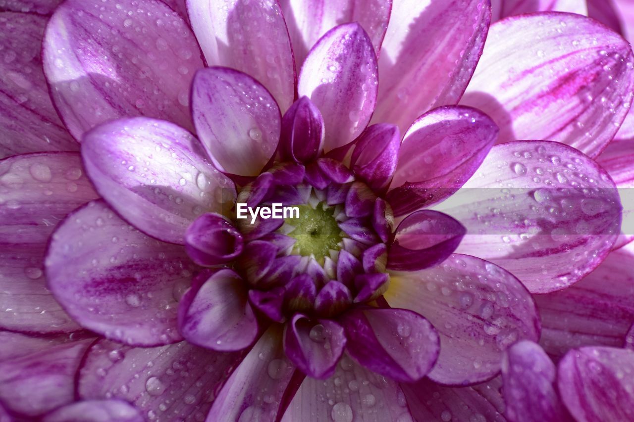 CLOSE-UP OF PURPLE FLOWER