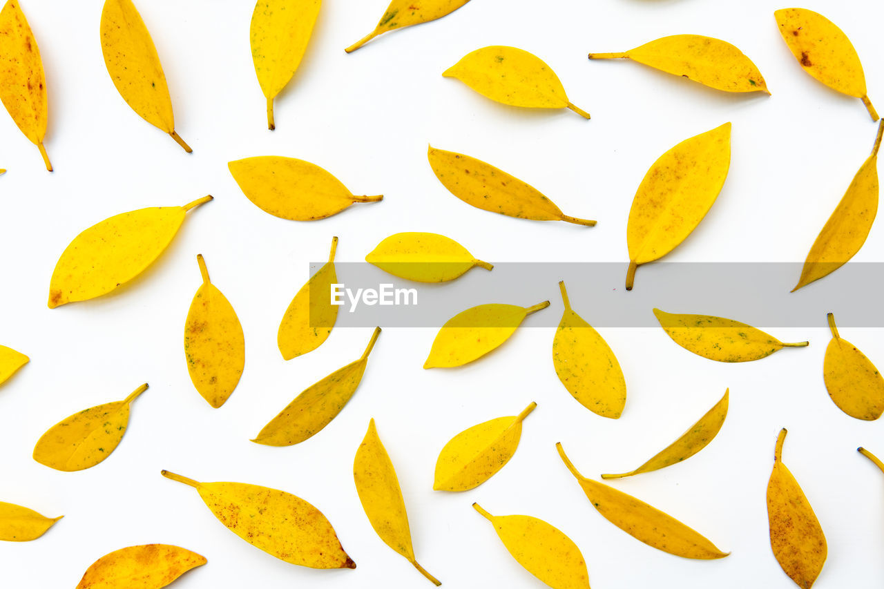 Close-up of leaves against white background