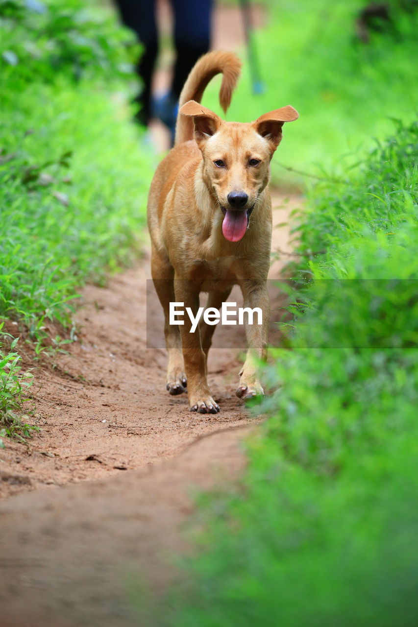 PORTRAIT OF DOG STANDING ON GROUND