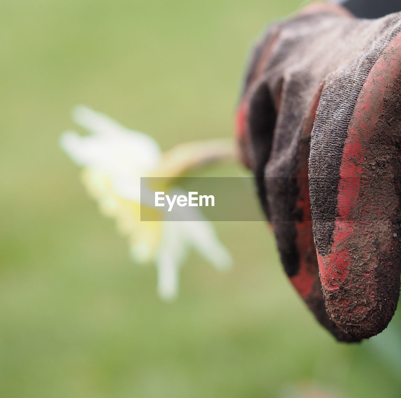 CLOSE UP OF FLOWER HEAD