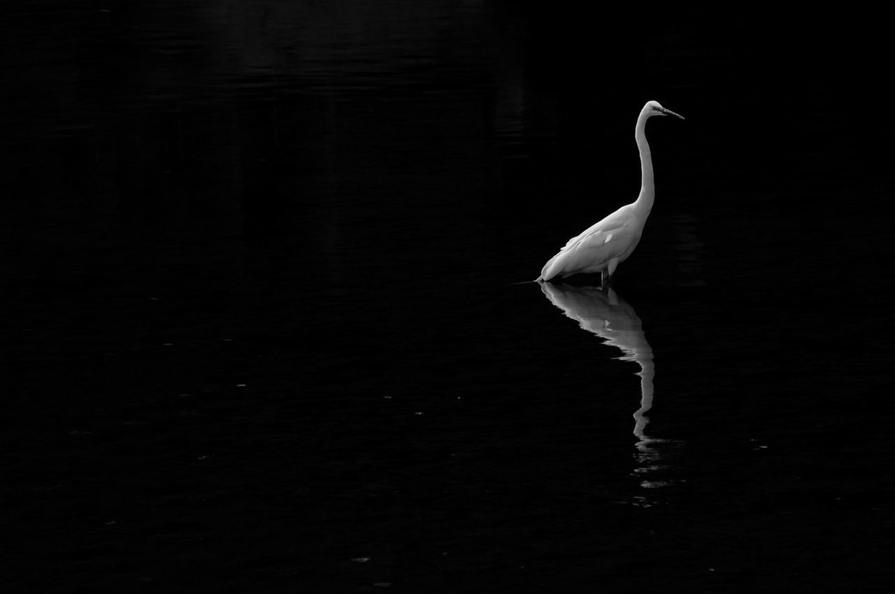 Great egret standing on lake against sky at night
