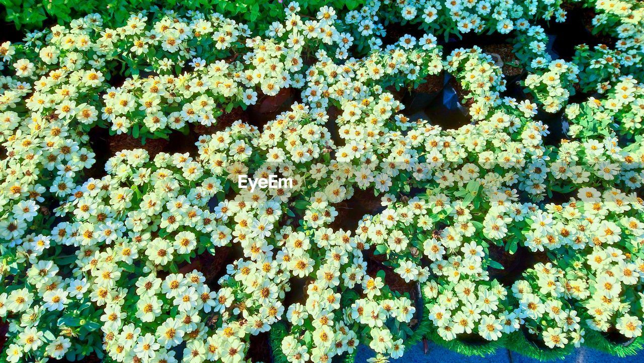 FULL FRAME OF WHITE FLOWERING PLANTS