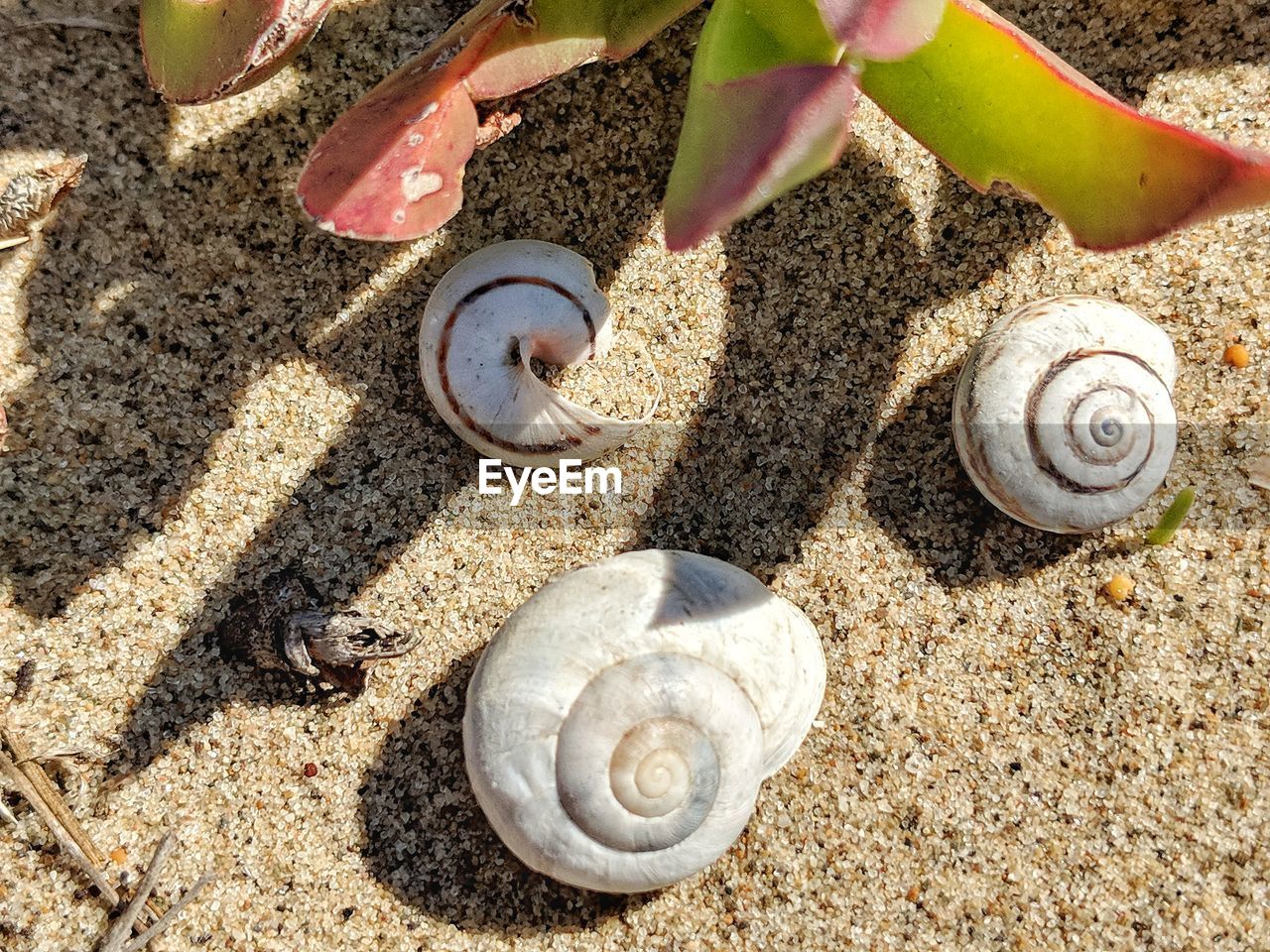 High angle view of shells on sand