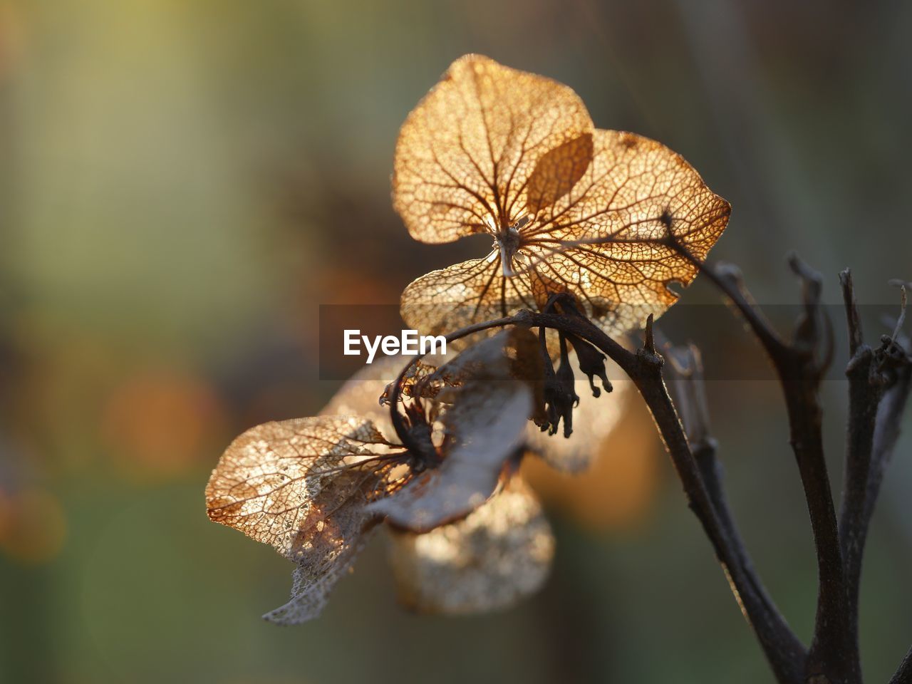 Close-up of dried plant