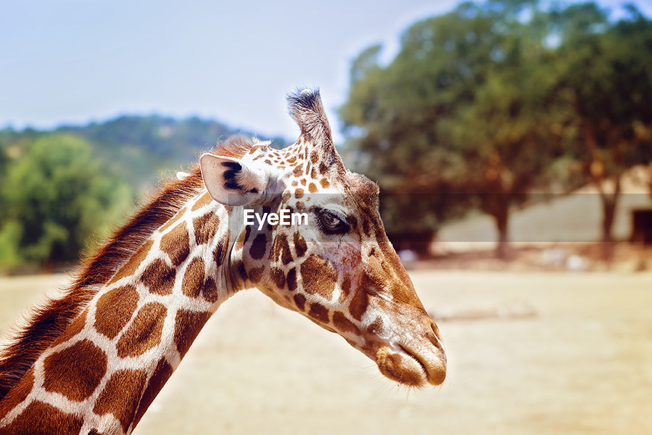 Close-up side view of a giraffe