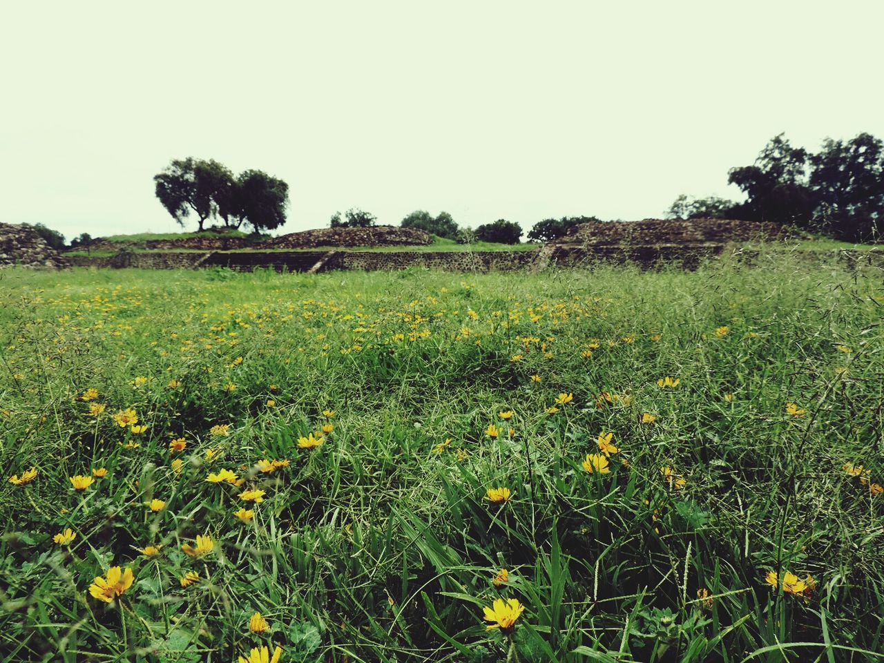 Scenic view of grassy field against sky