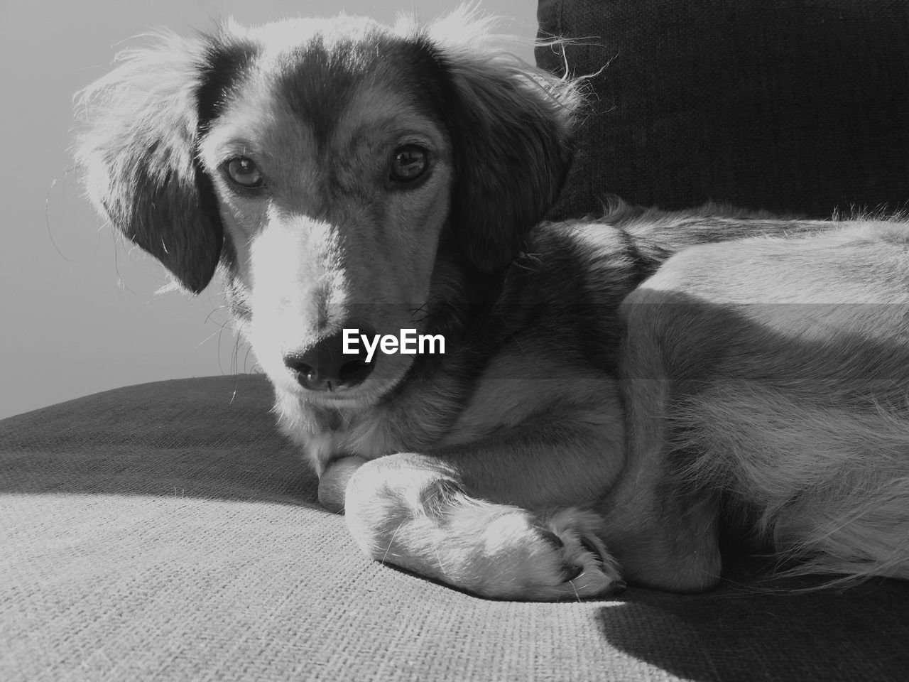 CLOSE-UP PORTRAIT OF DOG LYING DOWN ON SOFA