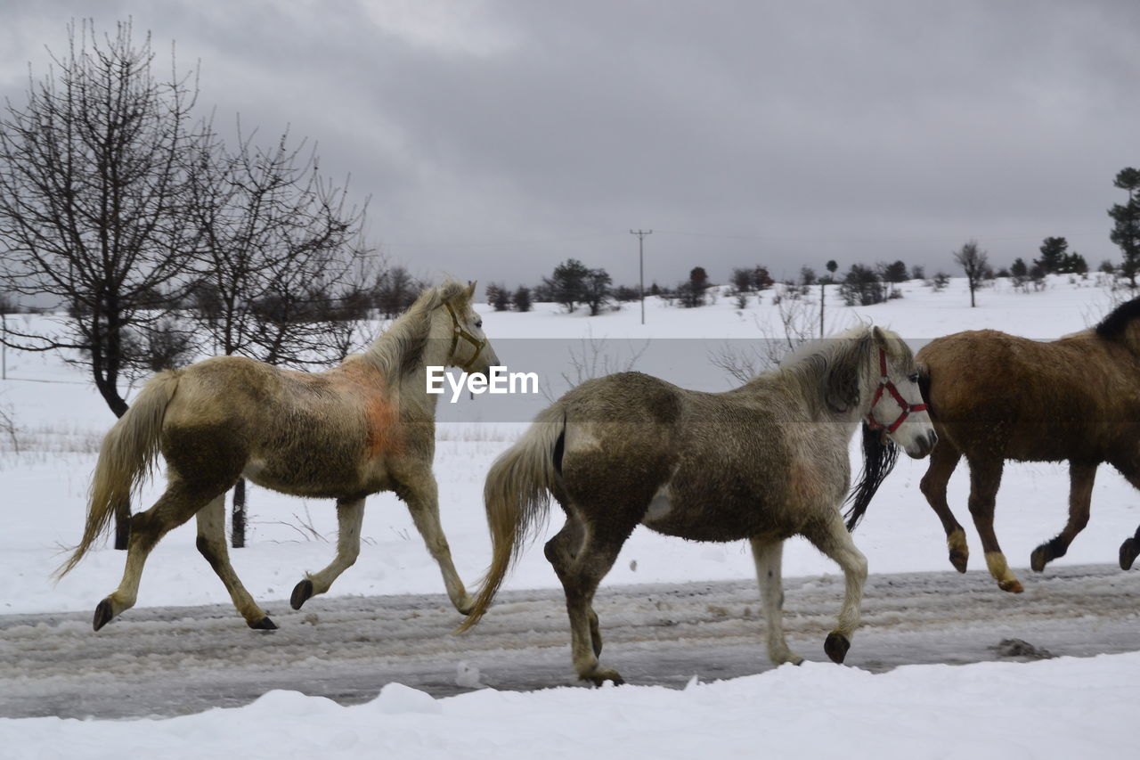Horses running on field against sky during winter