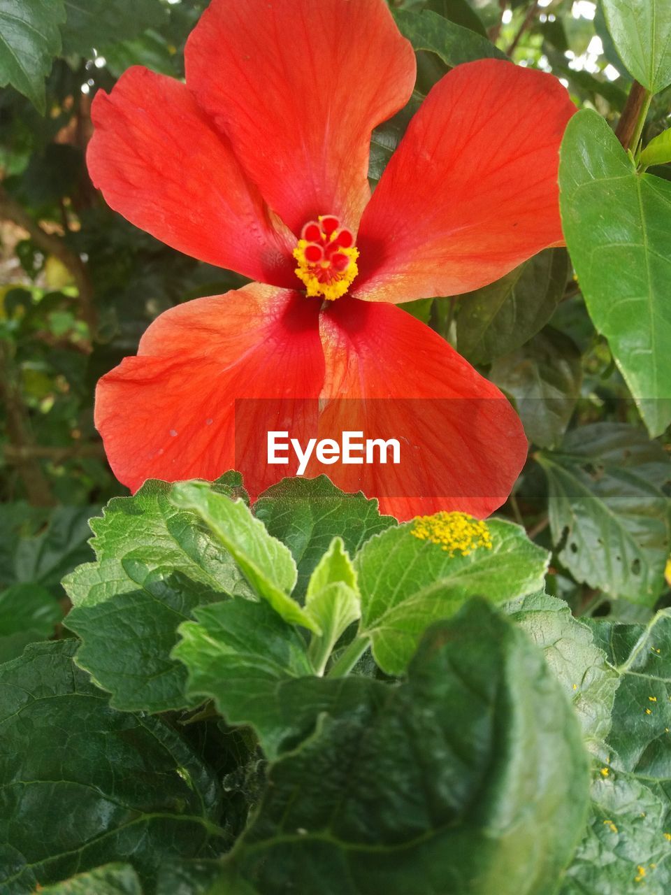 CLOSE-UP OF FLOWER BLOOMING IN PARK