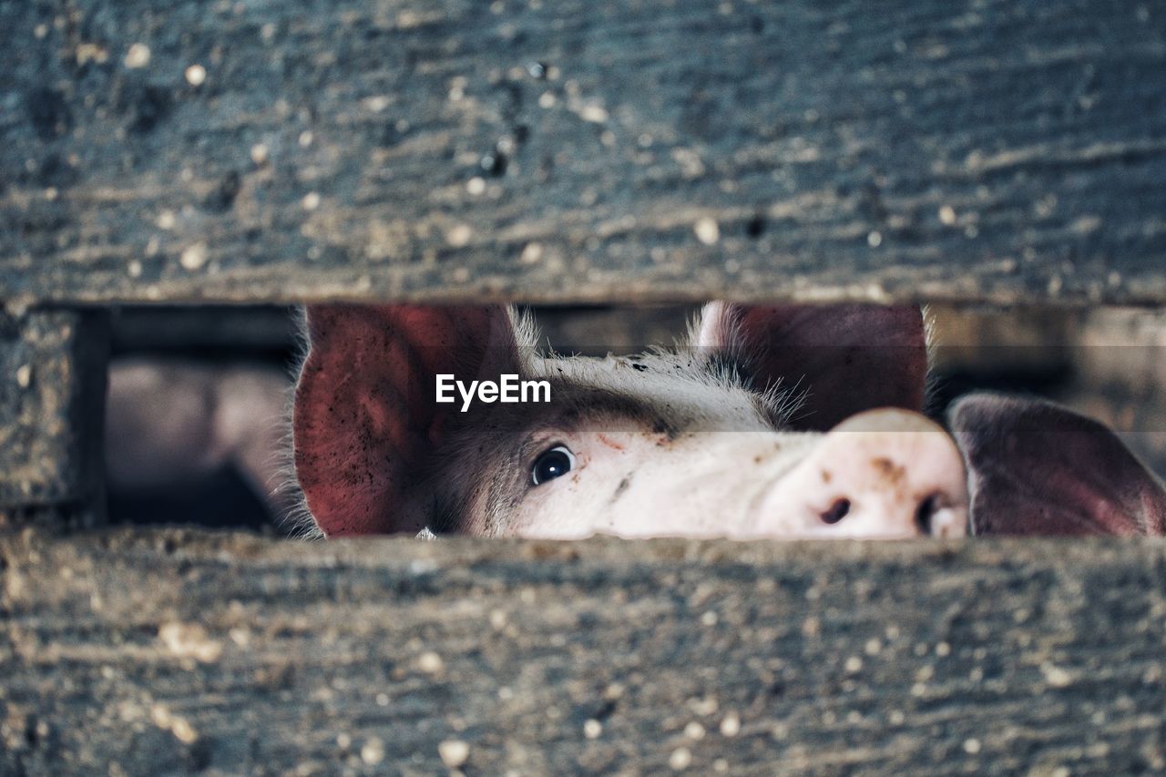 Close-up of pig looking through wood