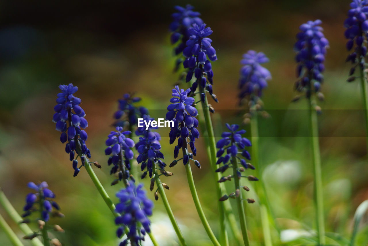 Close-up of purple flowering plants