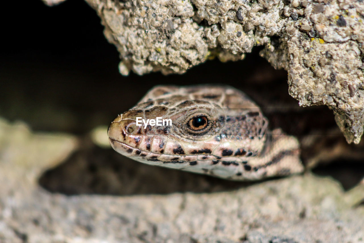 Close-up of lizard on rock