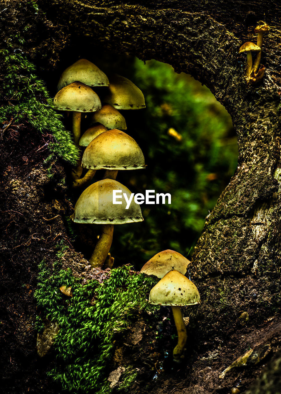 Close-up of mushrooms growing on tree trunk in forest