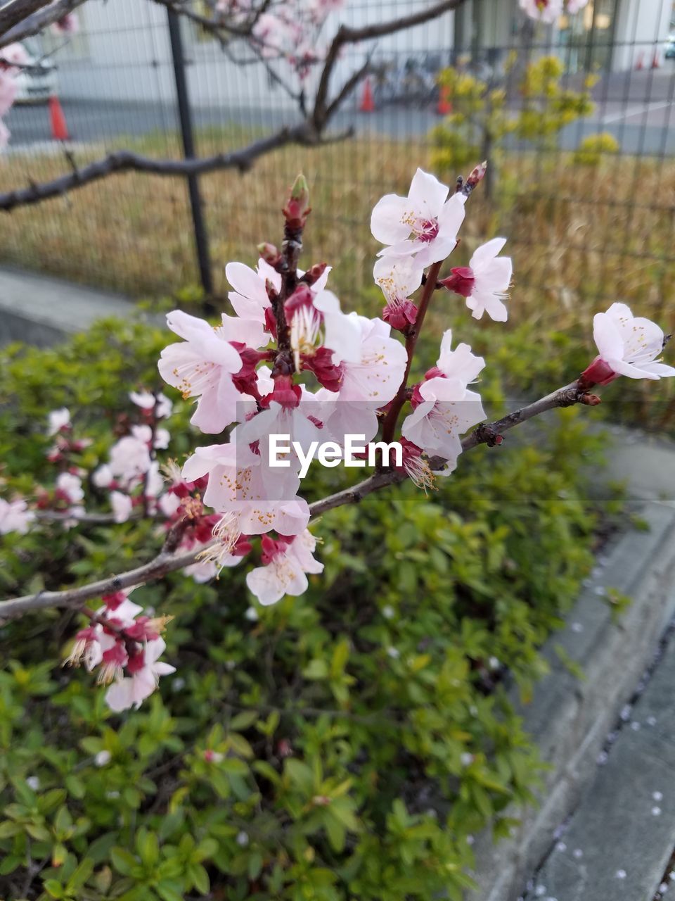 CLOSE-UP OF CHERRY BLOSSOM TREE