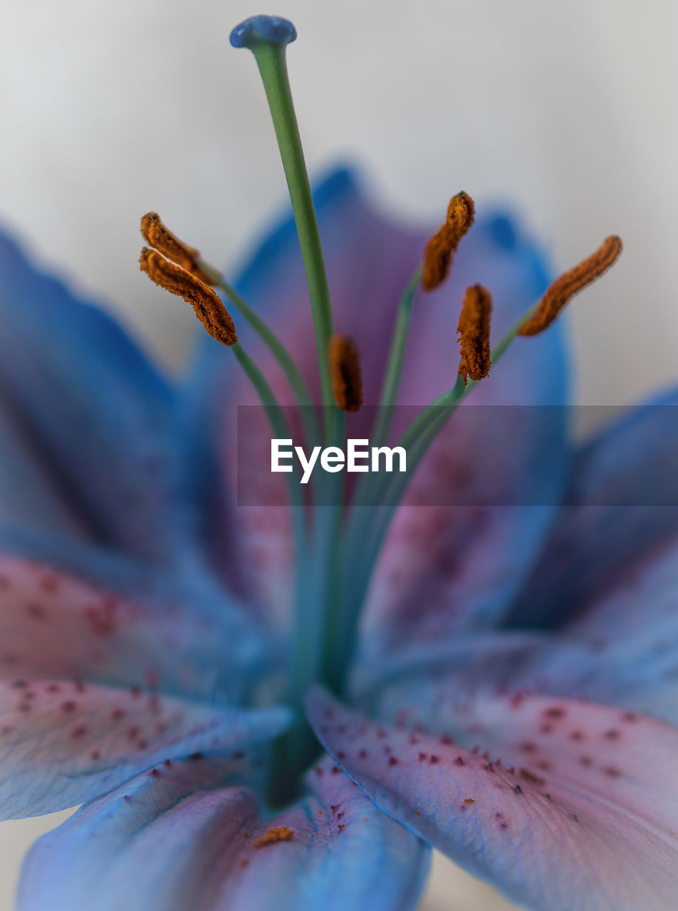 Close-up of pink flower