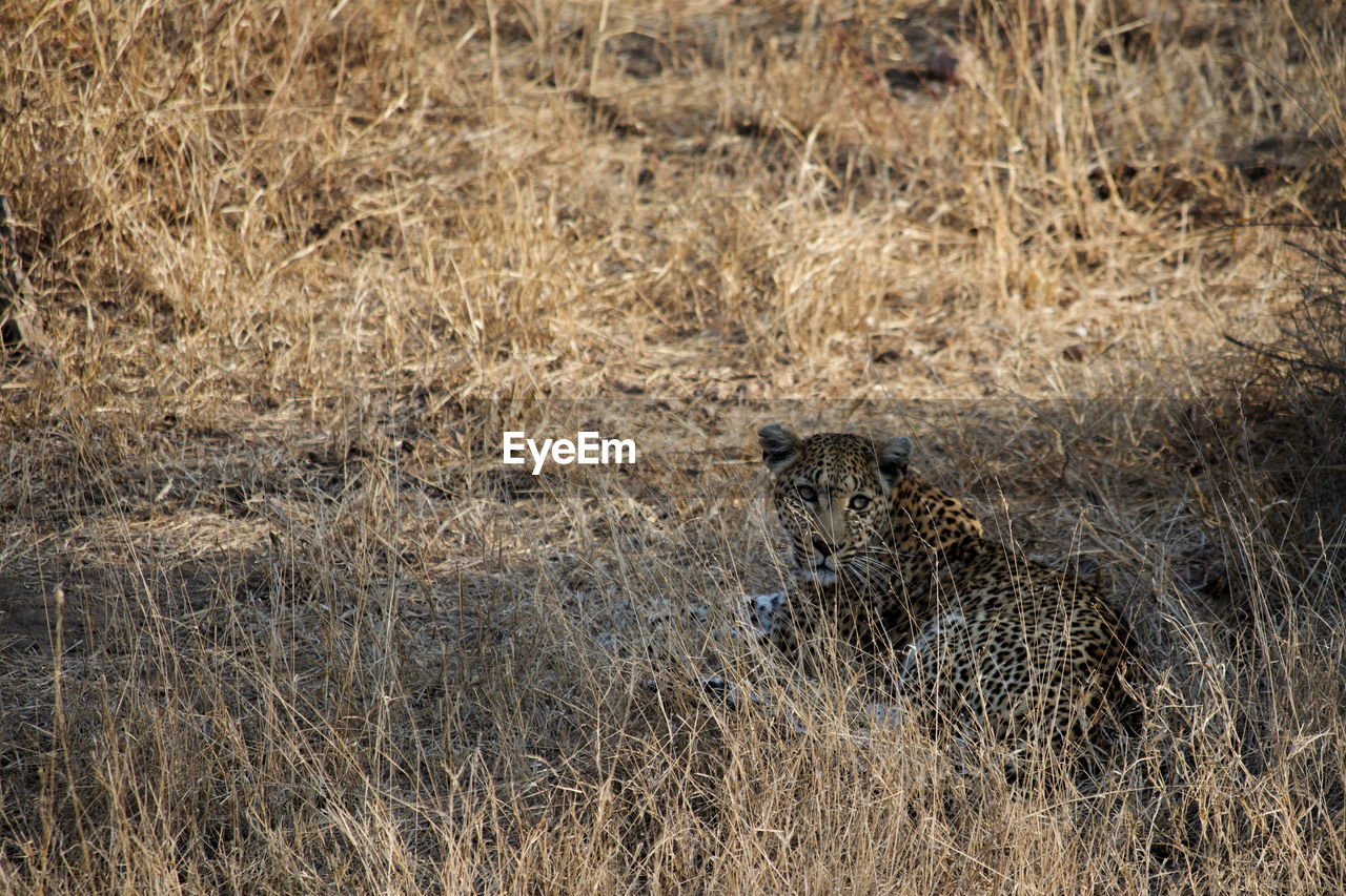The art of camouflage, leopard, kruger national park, south africa