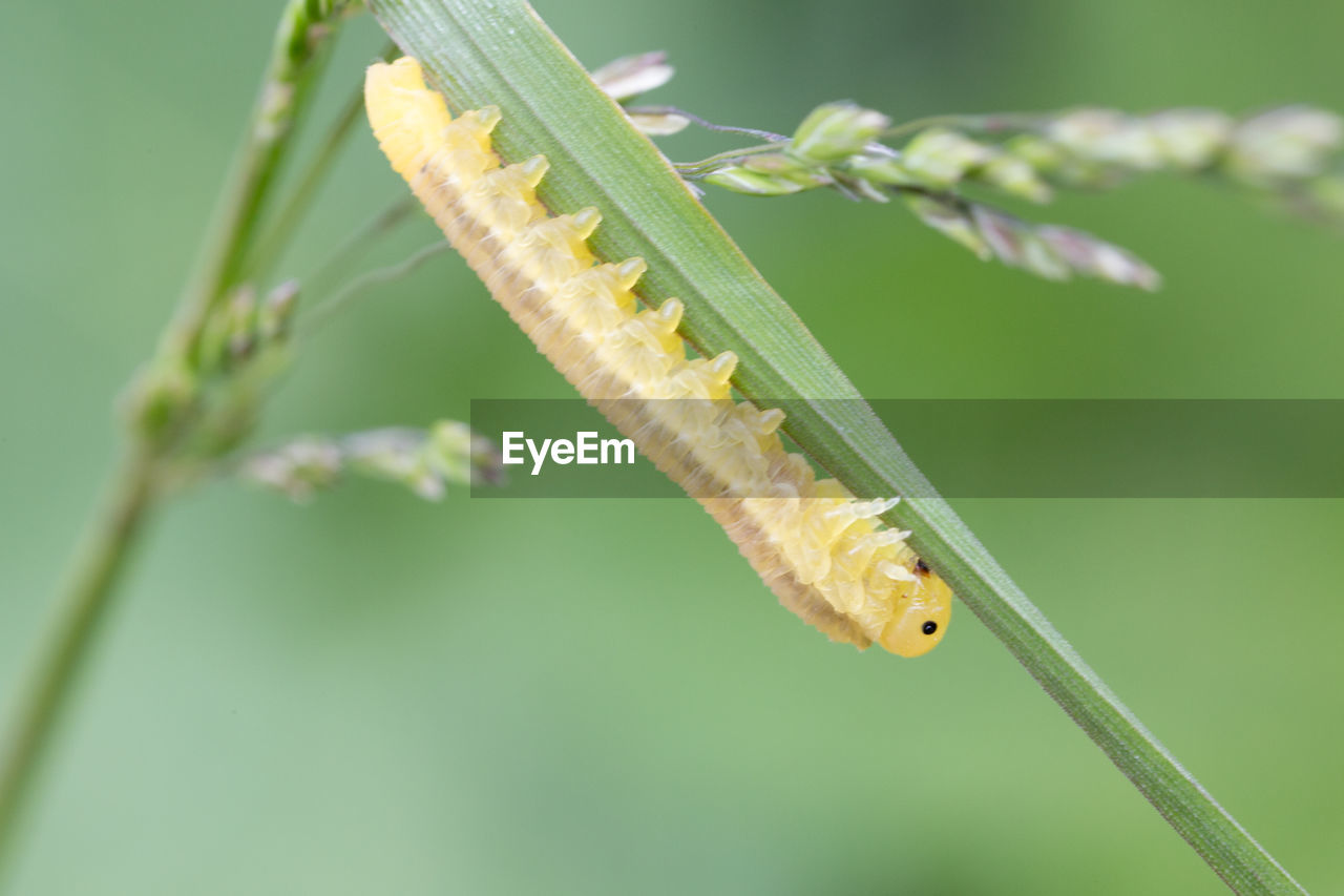 CLOSE-UP OF GRASSHOPPER ON LEAF