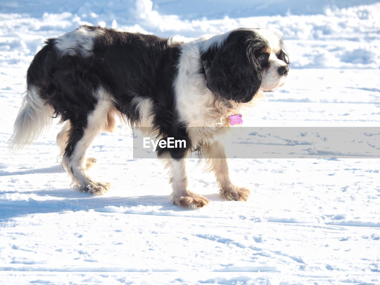 Dog standing on snow covered land