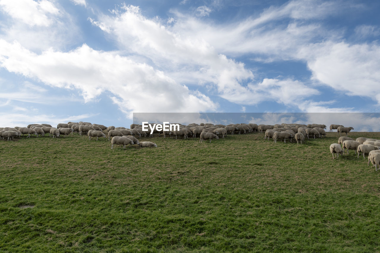 Sheep on green grass