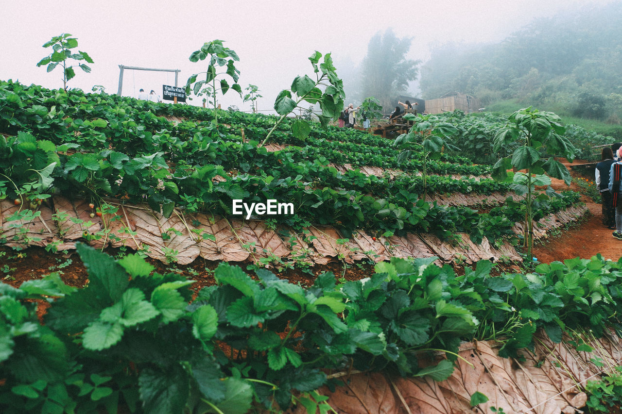 PLANTS GROWING ON FIELD