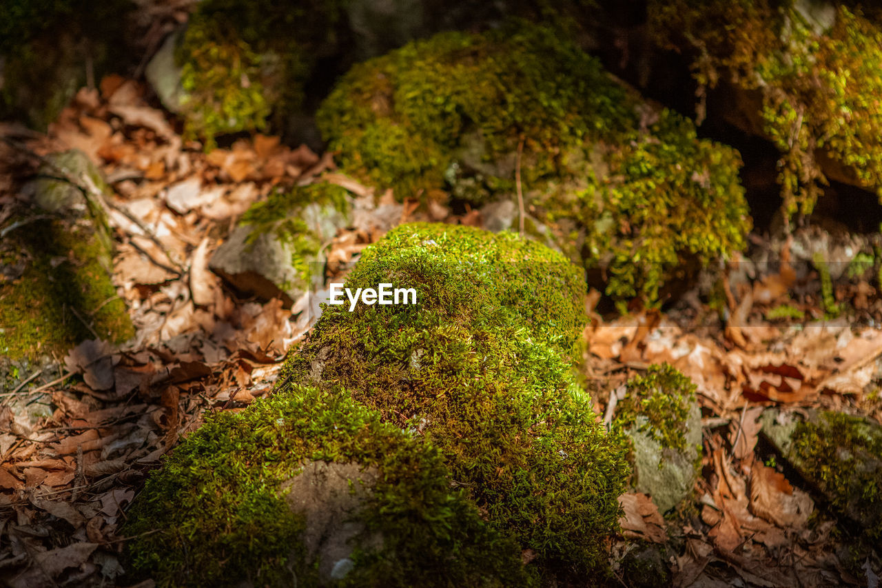 close-up of moss