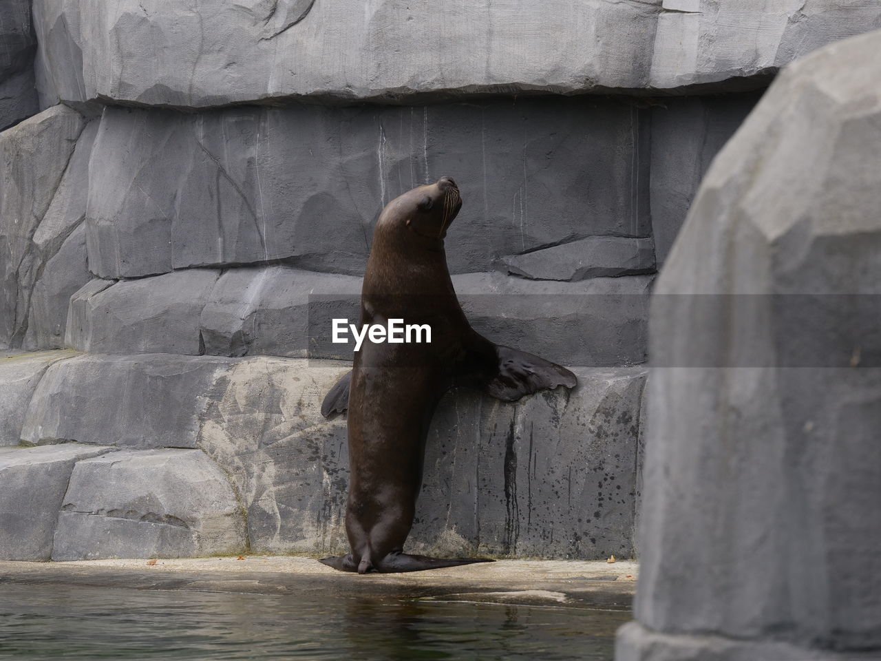 Seal on rock