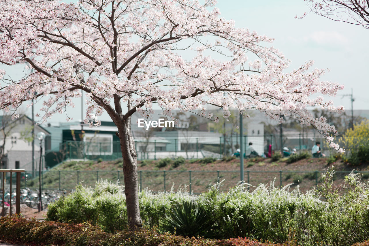 Cherry blossom tree in park against sky