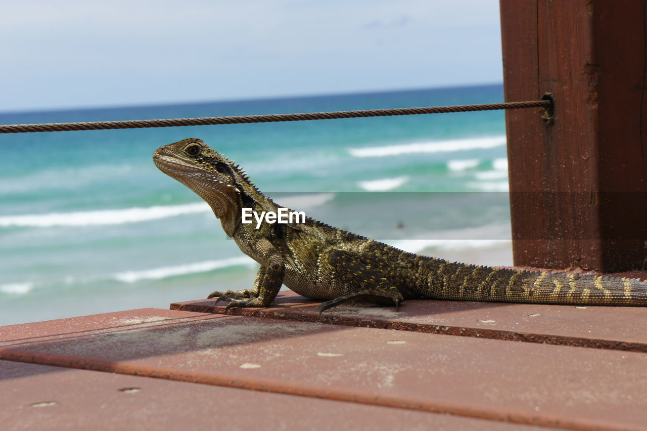 CLOSE-UP OF LIZARD BY SEA