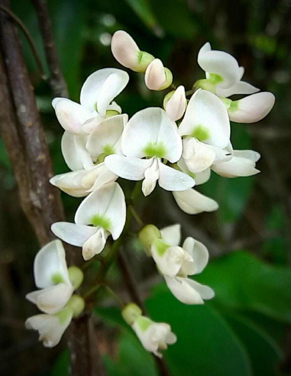 CLOSE-UP OF FLOWER AGAINST BLURRED BACKGROUND