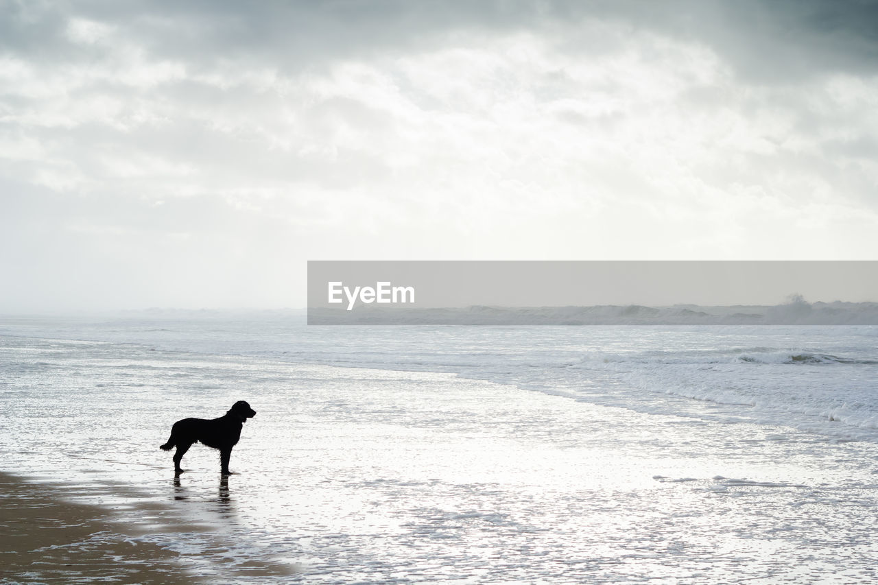 Dog on beach against sky