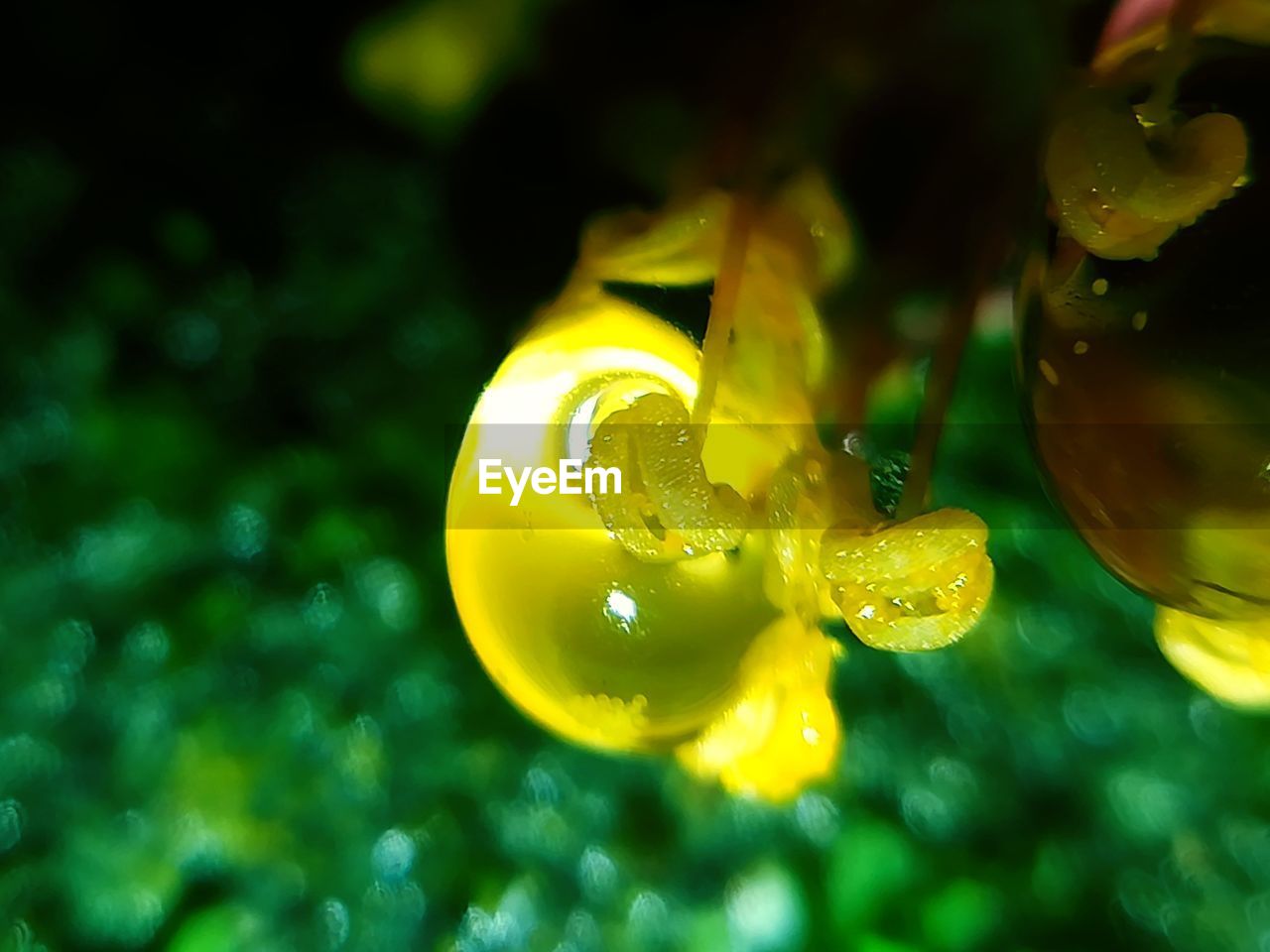 CLOSE-UP OF YELLOW DROP ON PLANT