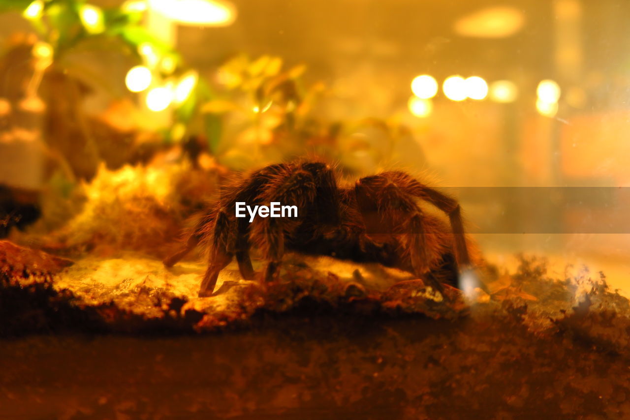 CLOSE-UP OF SPIDER IN THE DARK