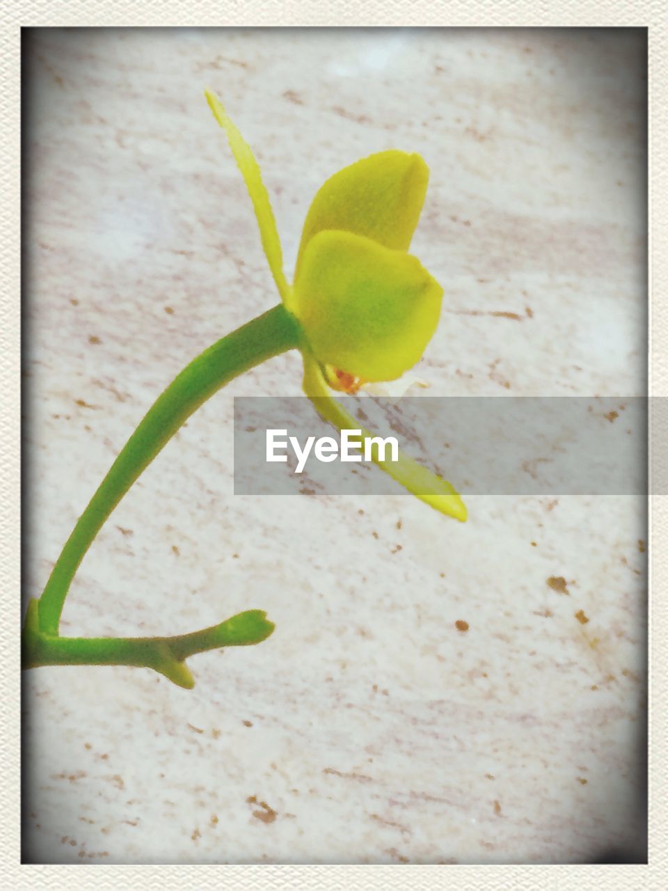 Close-up of yellow orchid blooming outdoors
