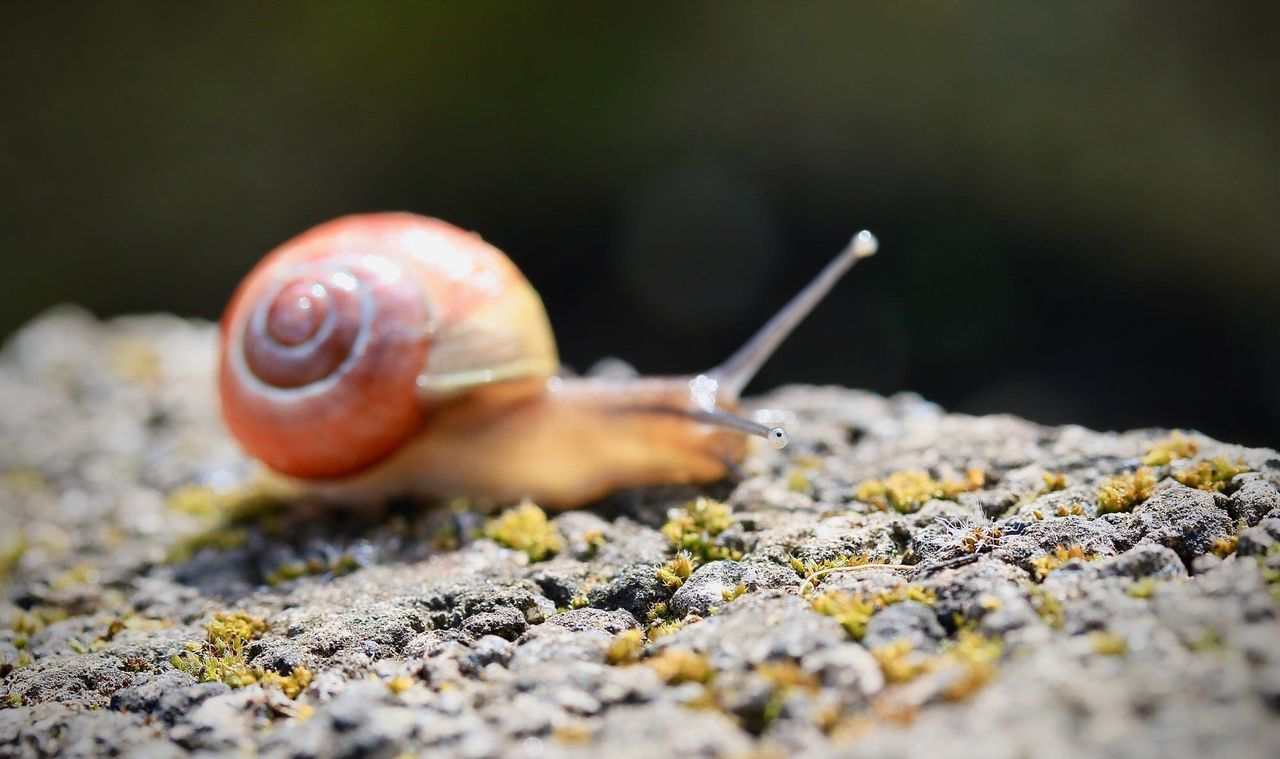 Close-up of snail on rock