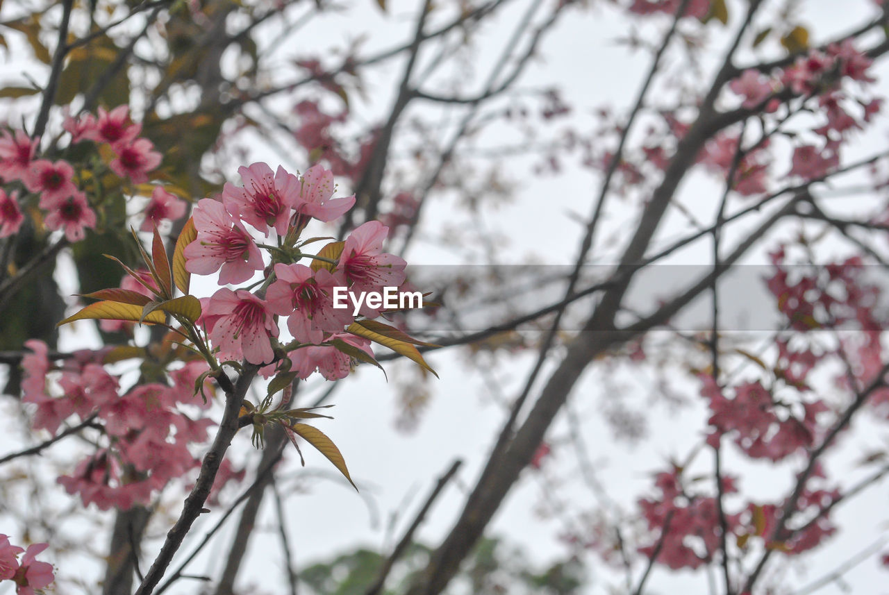 LOW ANGLE VIEW OF PINK FLOWERS BLOOMING ON BRANCH