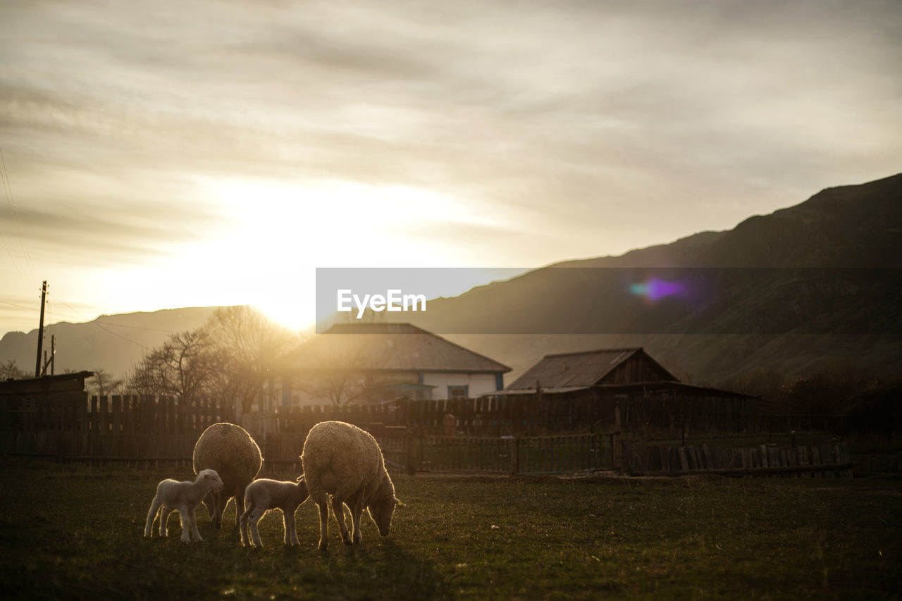 Sheep grazing on field during sunset