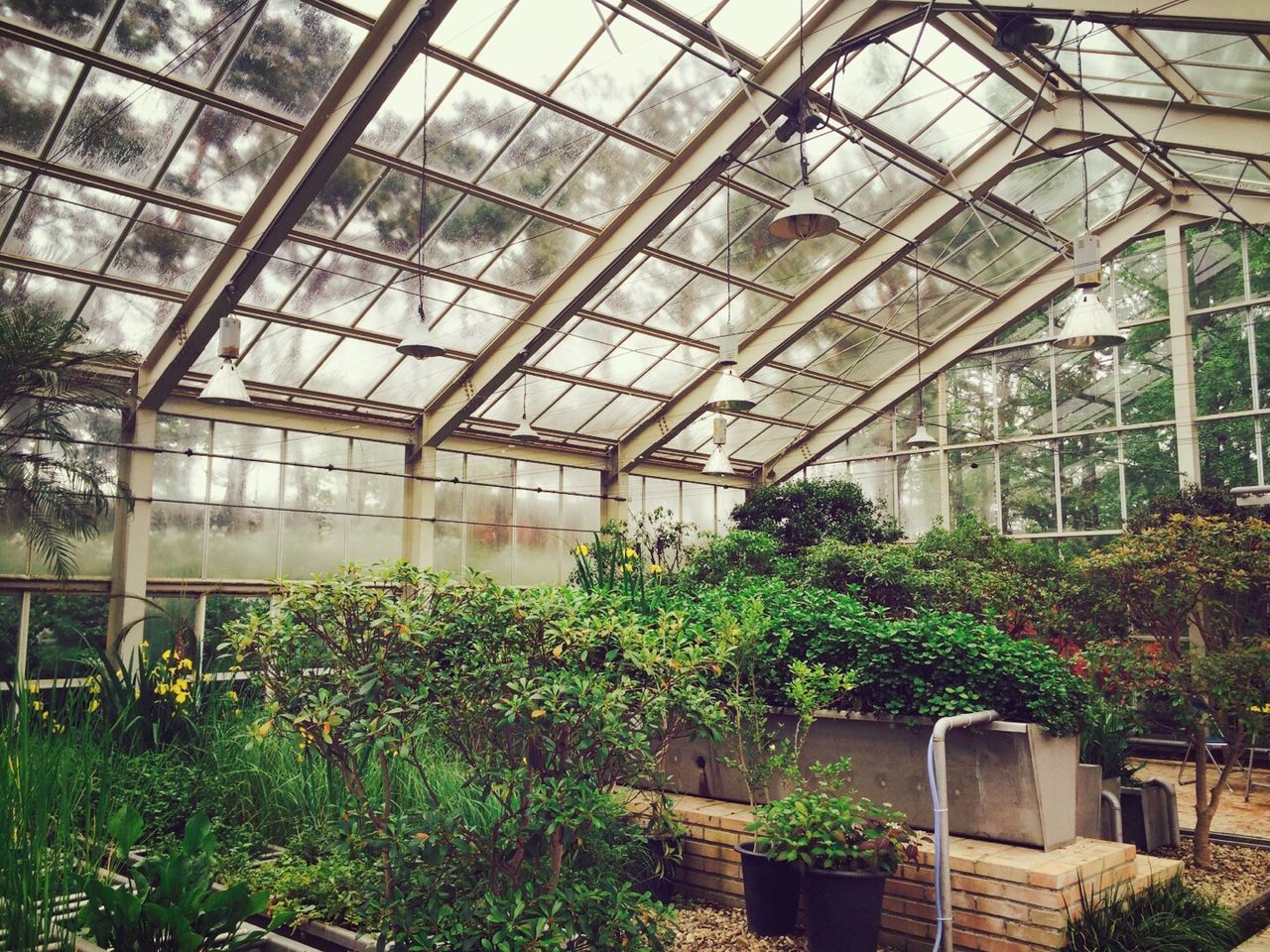 PLANTS IN GREENHOUSE AGAINST CLOUDY SKY