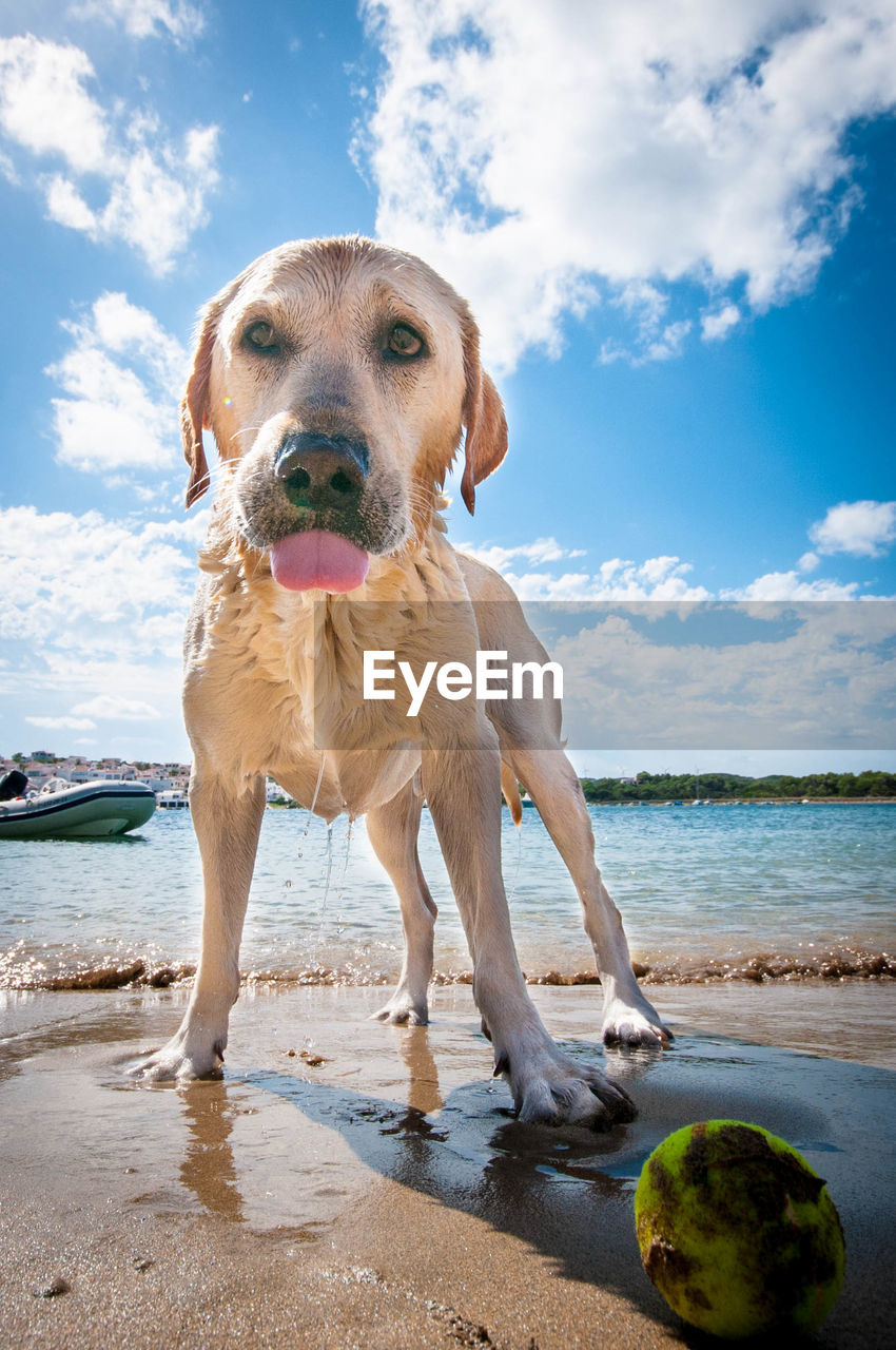 Wet dog standing on shore at beach against sky