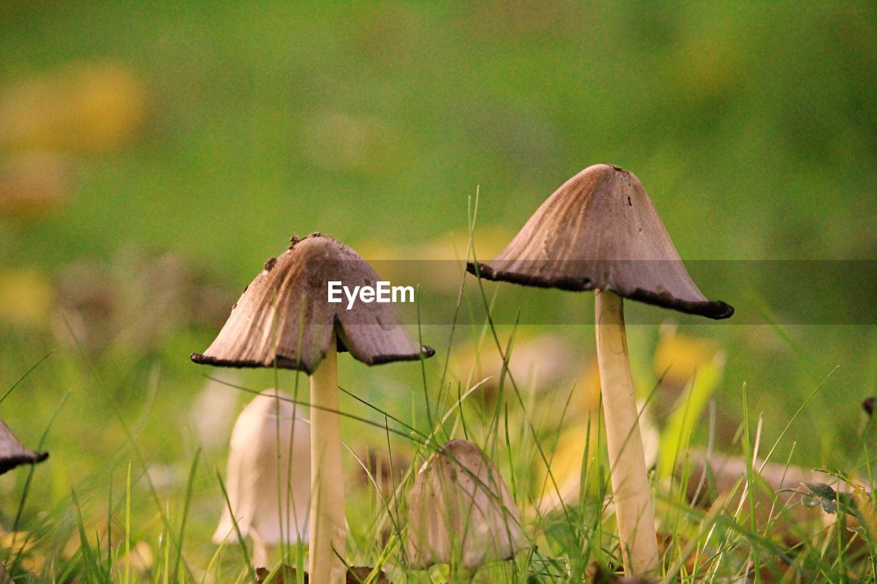 plant, fungus, mushroom, nature, grass, growth, vegetable, land, food, beauty in nature, no people, prairie, meadow, outdoors, natural environment, focus on foreground, macro photography, day, flower, close-up, green, field, woodland, toadstool, forest, wildlife, tranquility, autumn, fragility