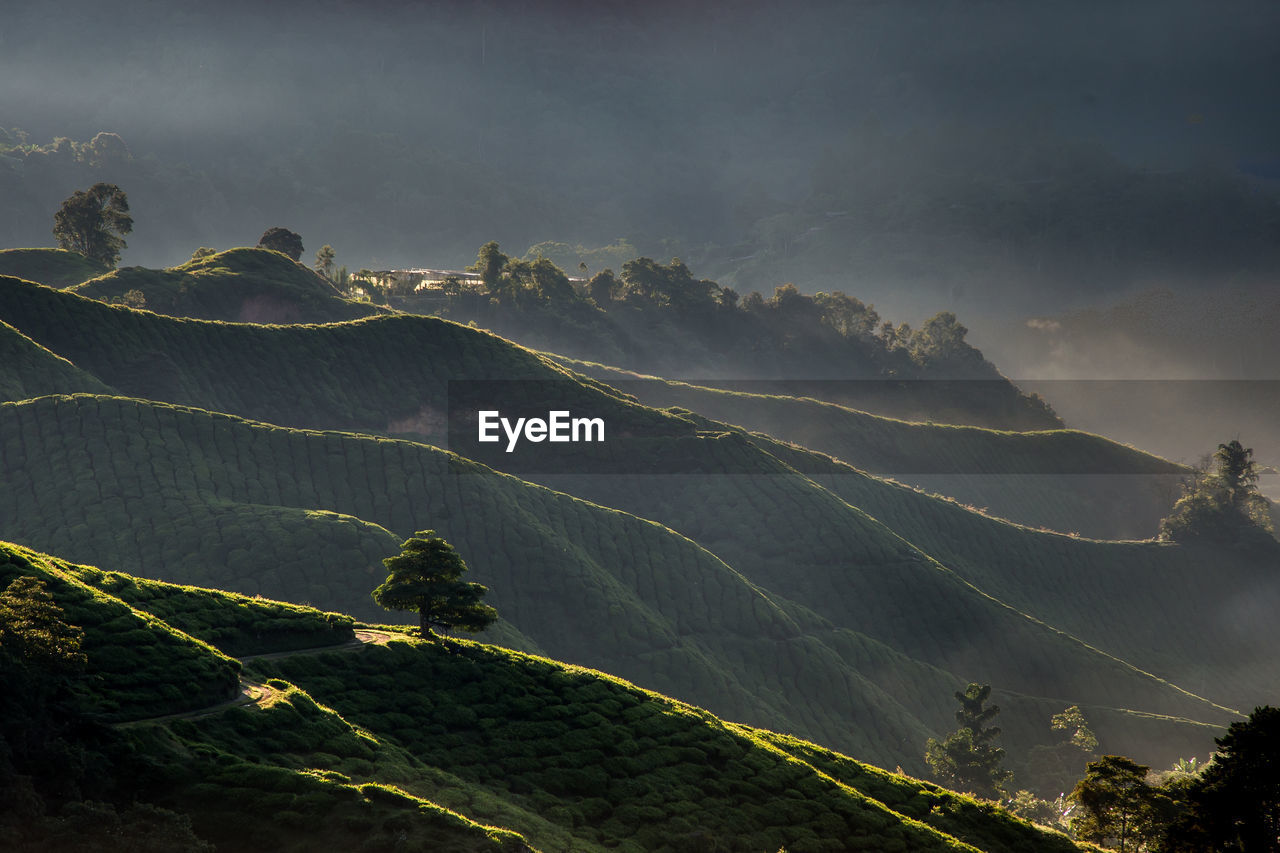 Scenic view of tea plantations on mountains