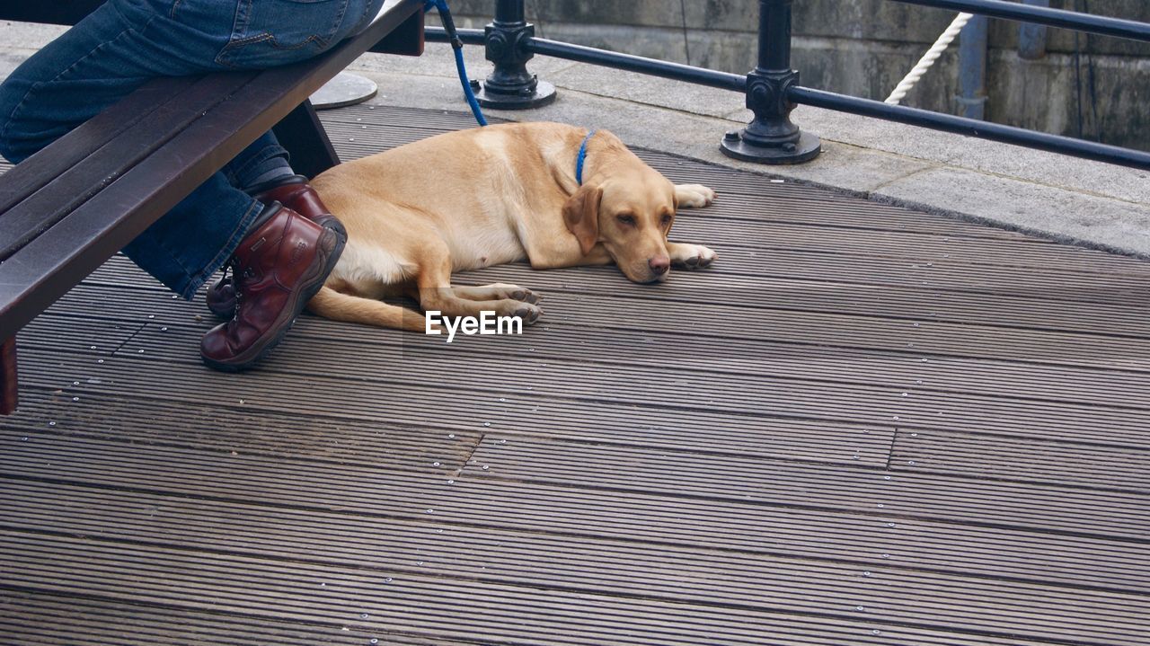 Low section of dog resting on footpath