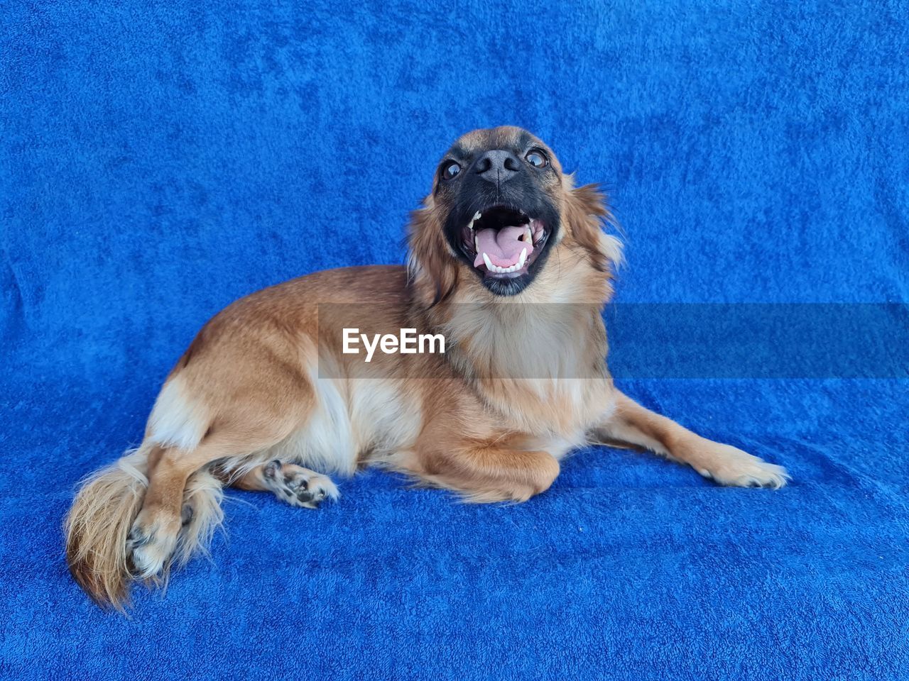 Dog smile bluescreen