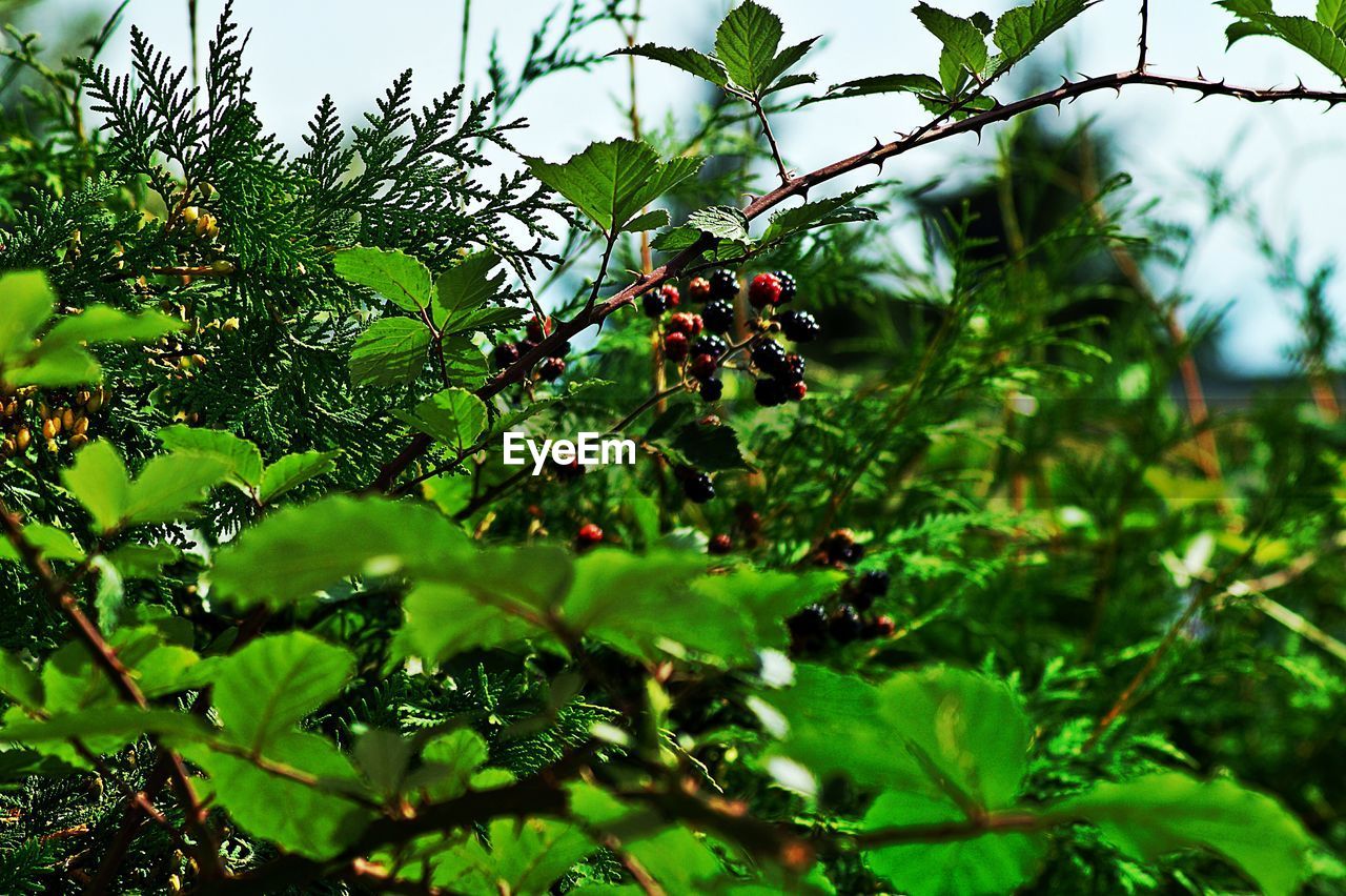 CLOSE-UP OF RED FRUITS HANGING ON TREE