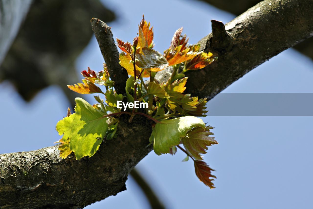 Low angle view of flower tree against sky