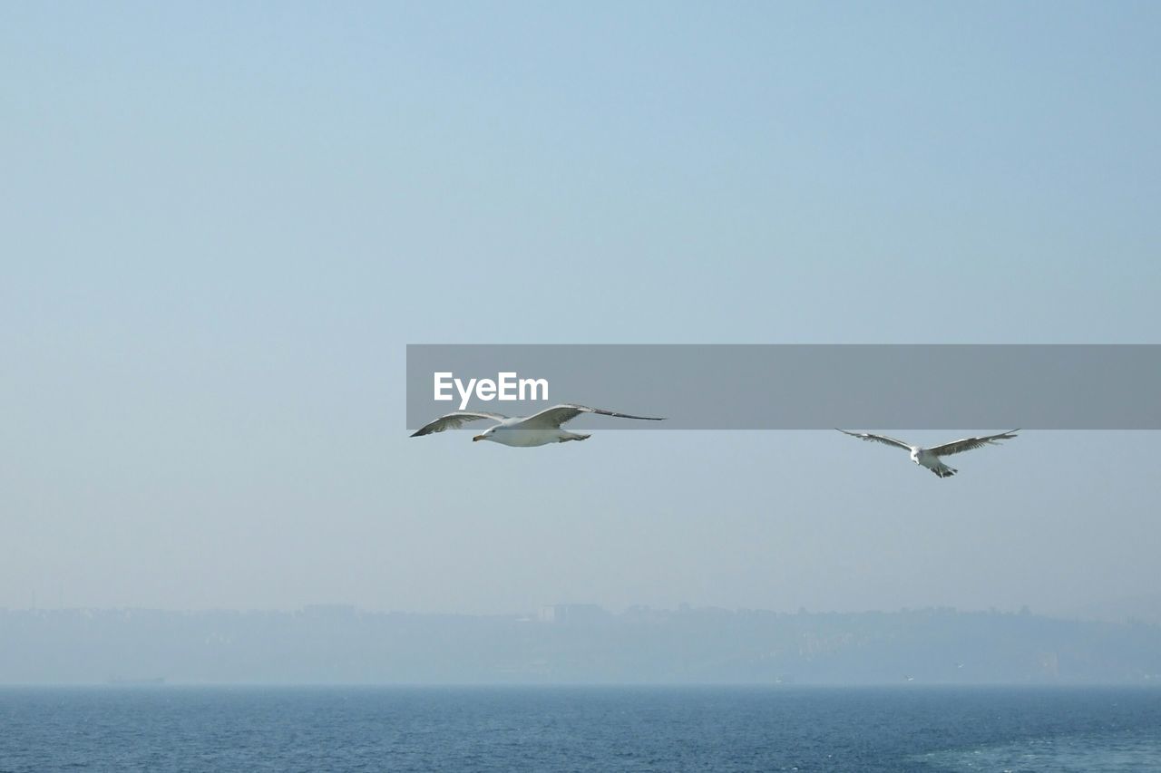 Seagulls flying over sea against clear sky