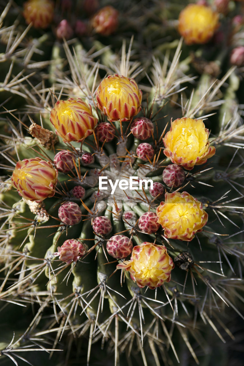 CLOSE-UP OF FRESH CACTUS FLOWERS