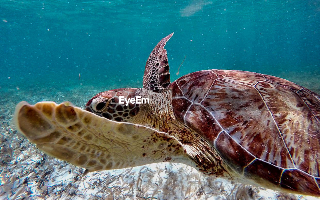 Close-up side view of turtle underwater