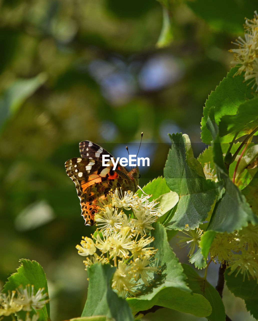 Close-up of butterfly at flower