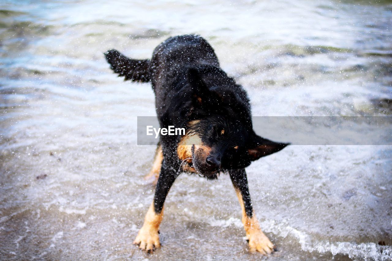 Black dog shaking off water on shore